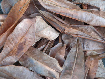 干燥的叶子棕色, 落在地上