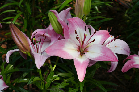 花园里盛开的百合花