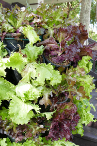 生菜蔬菜沙拉的垂直栽培