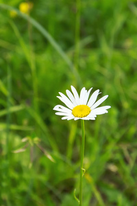 雏菊花叶