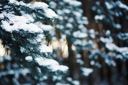 在雪地里冻的松枝