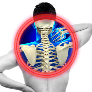 颈部疼痛颈椎上白色真实解剖形态概念孤立