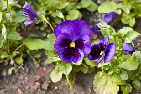 紫三色堇花