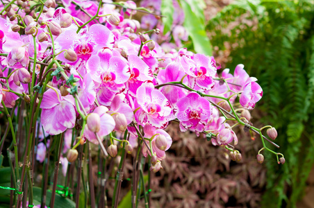 粉红色的兰花花在花园里
