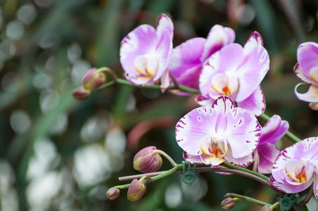 粉红色的兰花花在花园里