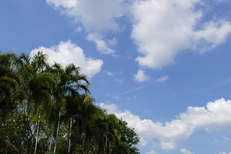 棕榈树和蓝蓝的天空