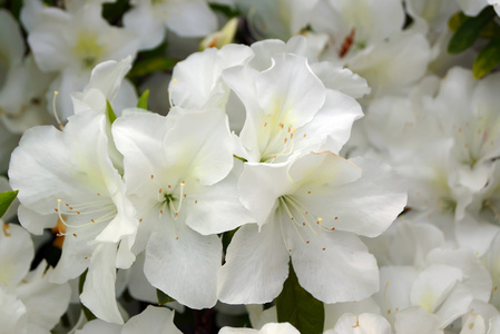 白色杜鹃的花