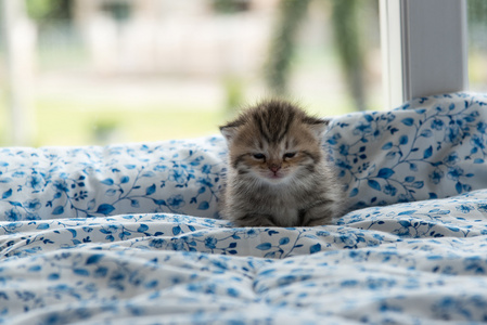 在床上的可爱小猫