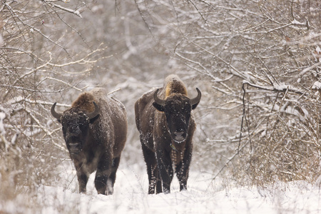 野牛的冬日雪中