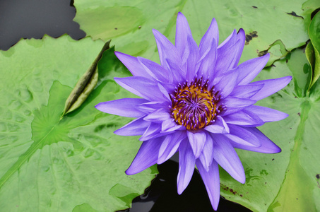 在一个池塘里的紫莲花水莉莉