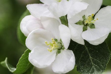 小果花