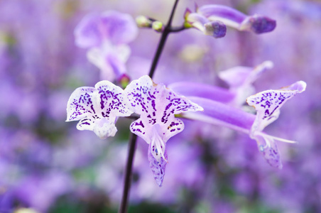 花园里的紫色花紫花草花