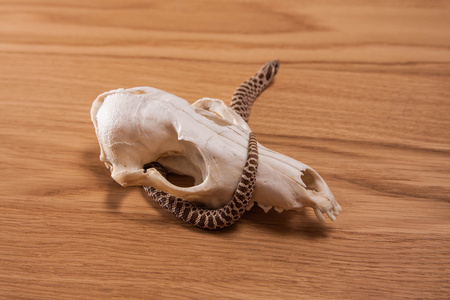 鱼 nasicus 分离黑收集鱼鳞或蛇鳞邮票及邮票成群的淡水鱼如鲶鱼黑鱼