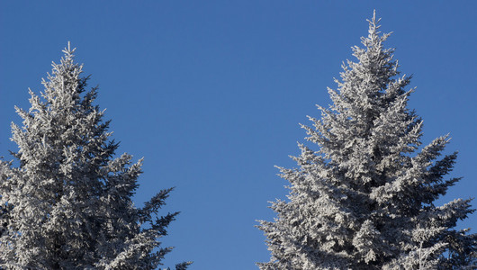 冷冻的树和蓝蓝的天空