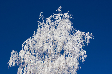 冷冻的树和蓝蓝的天空