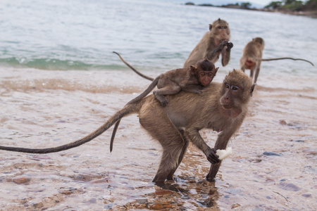 食蟹猴.亚洲泰国照片