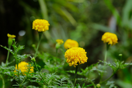 金盏花 金盏菊金盏花属 在花园里