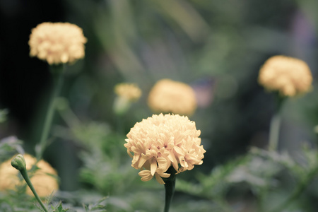 金盏花 金盏菊金盏花属 在花园里