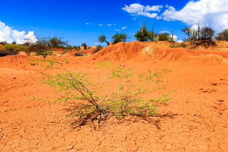 沙漠，在沙漠 tatacoa 沙漠 哥伦比亚 拉丁美洲 云层和砂 红砂在沙漠中，仙人掌仙人掌