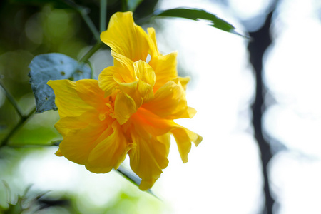 芙蓉热带花在花园里