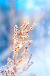 冬天的雪霜枝