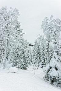 在北极的芬兰鲁卡, 雪中的小屋覆盖着森林