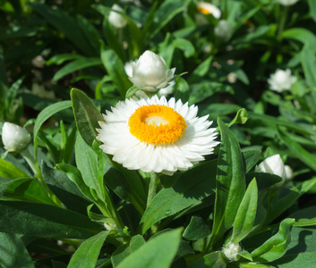 白色的花朵关闭和他们的叶子在背景