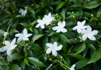 白色的花朵关闭和他们的叶子在背景