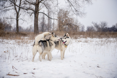 两个西伯利亚哈士奇犬站在雪