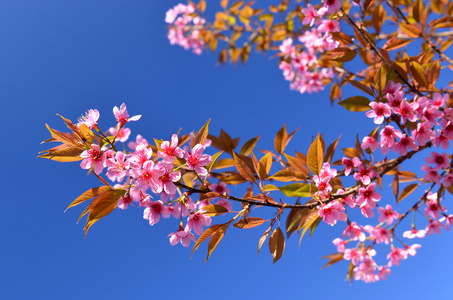 野生喜马拉雅山樱花盛开