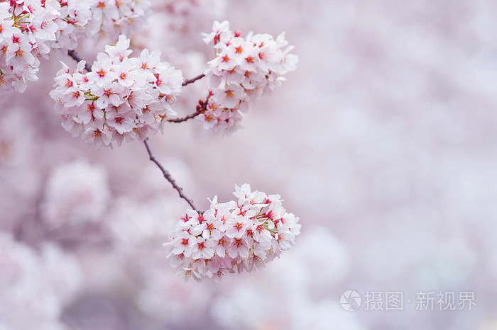 樱花与软焦点 在韩国 背景的樱花季节照片 正版商用图片1l910m 摄图新视界