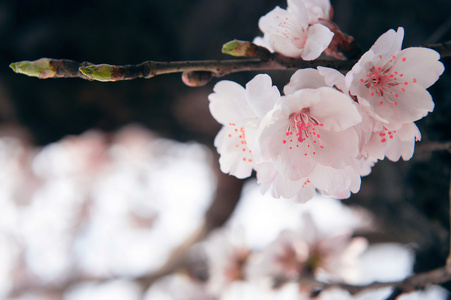 与软焦点的樱花，樱花季节背景