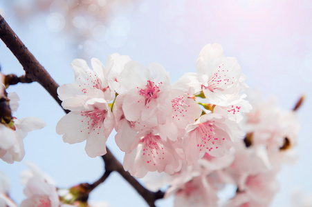 与软焦点的樱花，樱花季节背景