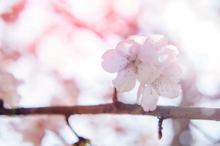 与软焦点的樱花，樱花季节背景