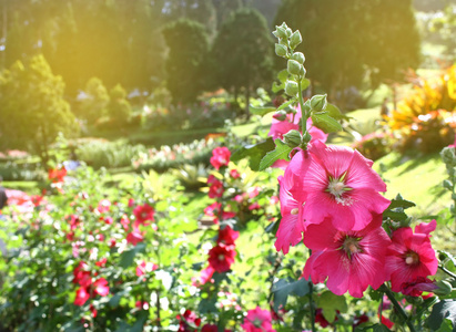 正月初八散灯花图片