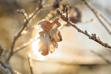 在寒冷的冬日, 在阳光下的冰冻橡树叶