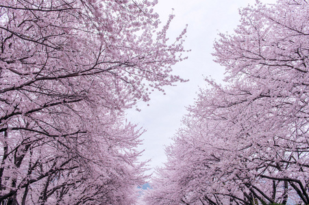 樱花与软焦点，在韩国，背景的樱花季节