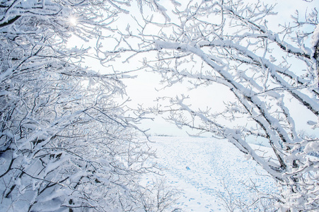 雪上树，在冬季的景观