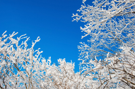 雪上树，在冬季的景观