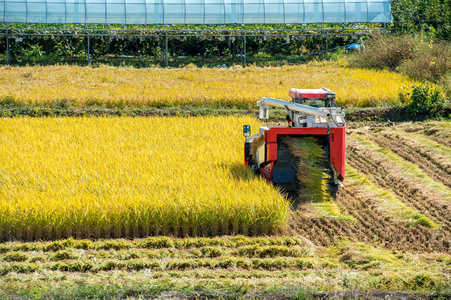 联合收割机在稻田收割的季节图片