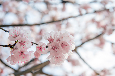 与软焦点的樱花，樱花季节背景