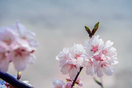 与软焦点的樱花，樱花季节背景