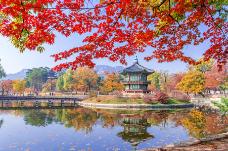 Gyeongbukgung 和枫树的树在秋天在韩国