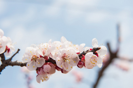 与软焦点的樱花，樱花季节背景