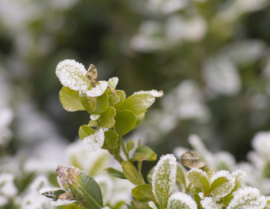 雪冬植物