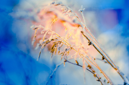 冬天的雪霜枝