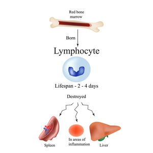 凌波白细胞在中。梢白细胞在脾 肝和地盘的炎症。白细胞的生活