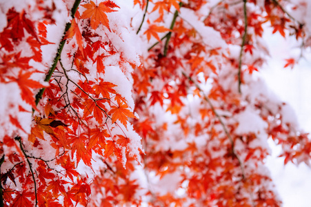 红色秋天枫叶树覆盖在雪里，韩国