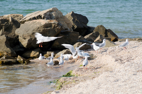 白色的海鸥在海边散步