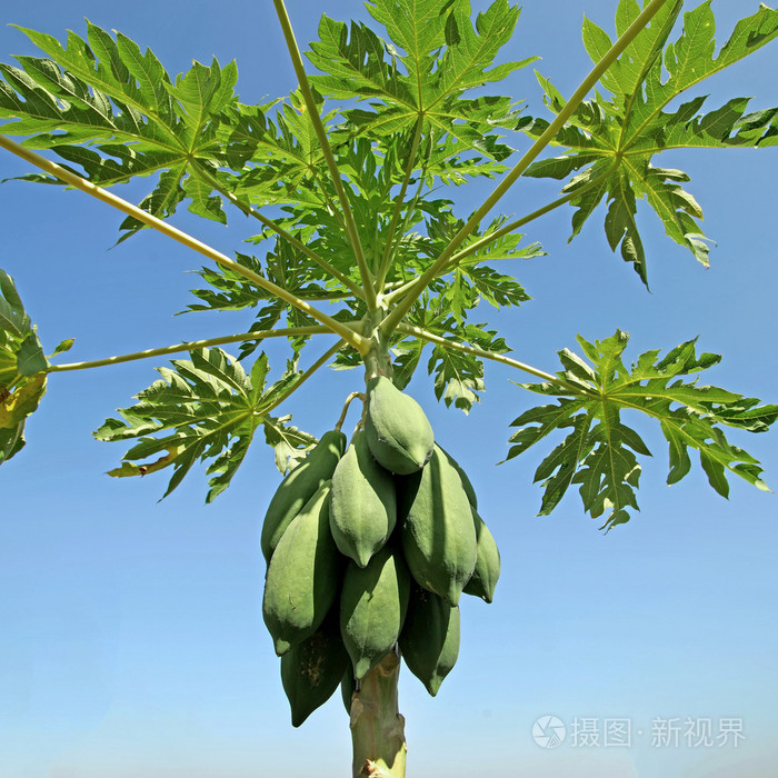 番木瓜果实在树上